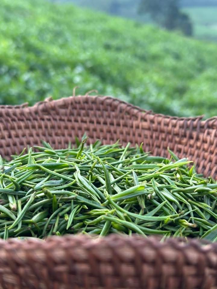 Trà Đinh Thái Nguyên – Đệ Nhất Trà Việt